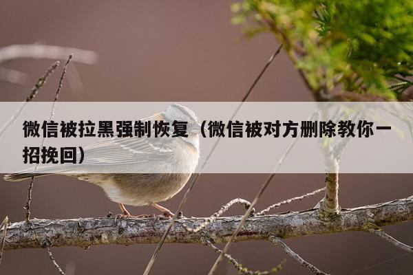 微信被拉黑强制恢复（微信被对方删除教你一招挽回）