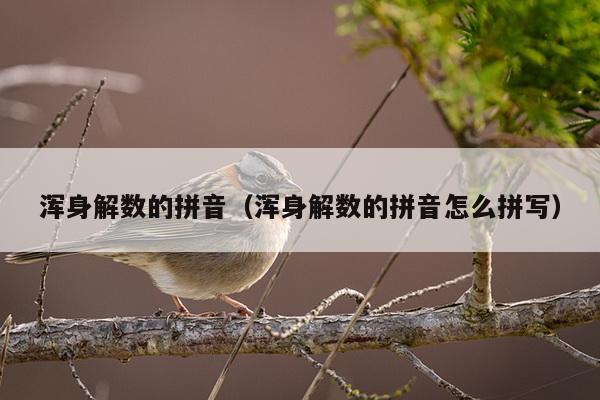 浑身解数的拼音（浑身解数的拼音怎么拼写）