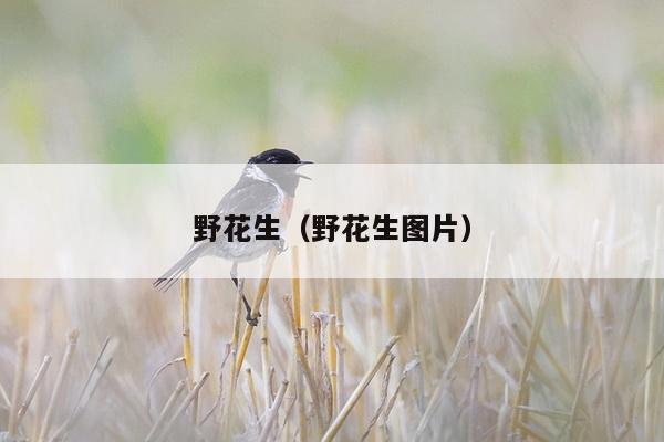 野花生（野花生图片）