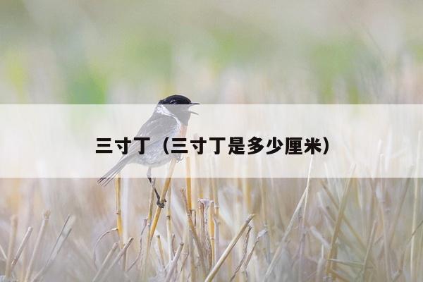 三寸丁（三寸丁是多少厘米）