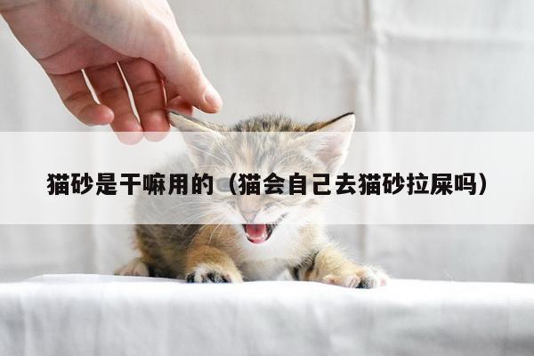 猫砂是干嘛用的（猫会自己去猫砂拉屎吗）