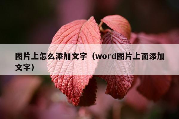 图片上怎么添加文字（word图片上面添加文字）