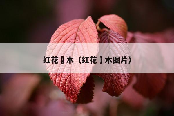 红花檵木（红花檵木图片）