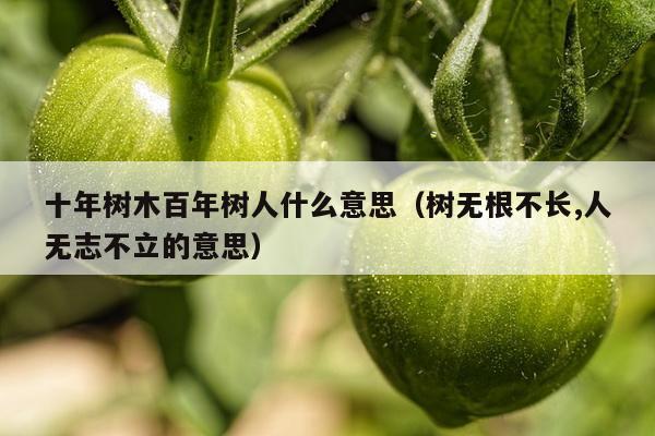 十年树木百年树人什么意思（树无根不长,人无志不立的意思）