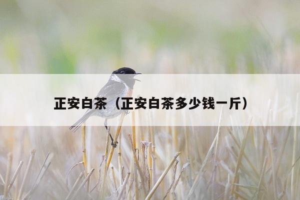 正安白茶（正安白茶多少钱一斤）