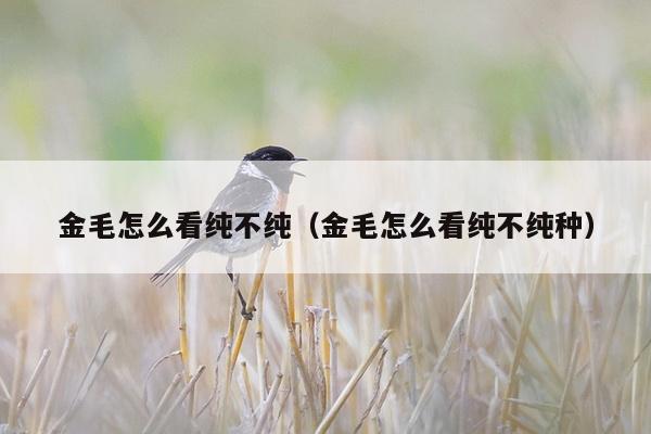 金毛怎么看纯不纯（金毛怎么看纯不纯种）