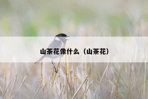 山茶花像什么（山茶花）