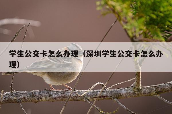 学生公交卡怎么办理（深圳学生公交卡怎么办理）