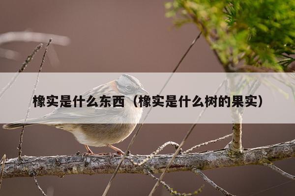 橡实是什么东西（橡实是什么树的果实）