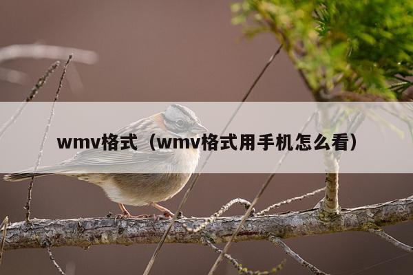 wmv格式（wmv格式用手机怎么看）