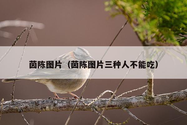 茵陈图片（茵陈图片三种人不能吃）