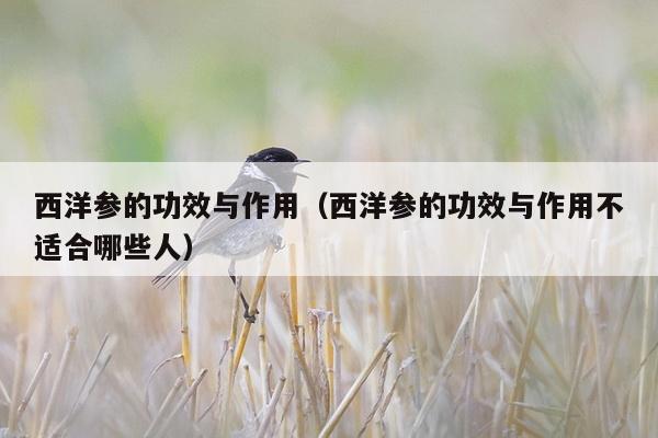 西洋参的功效与作用（西洋参的功效与作用不适合哪些人）