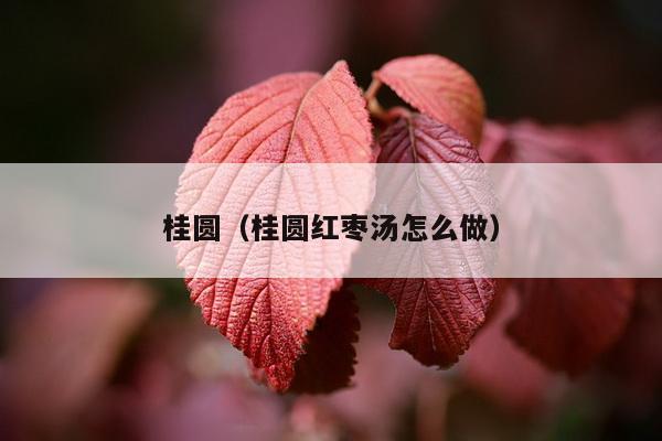 桂圆（桂圆红枣汤怎么做）