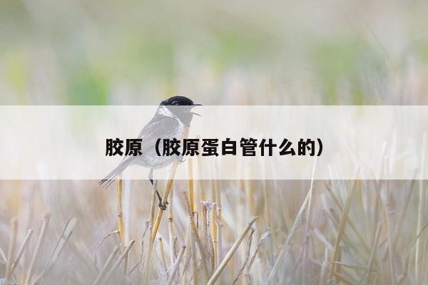 胶原（胶原蛋白管什么的）