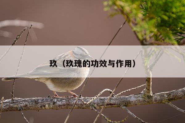 玖（玖瑰的功效与作用）