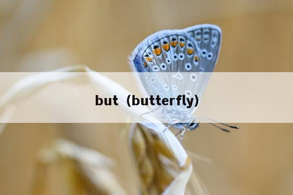 but（butterfly）