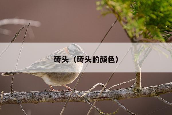 砖头（砖头的颜色）