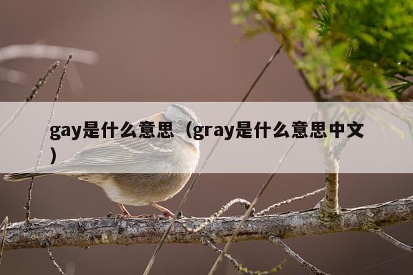 gay是什么意思（gray是什么意思中文）