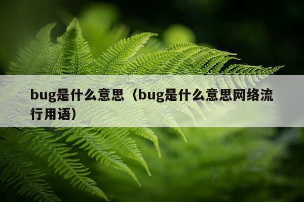 bug是什么意思（bug是什么意思网络流行用语）