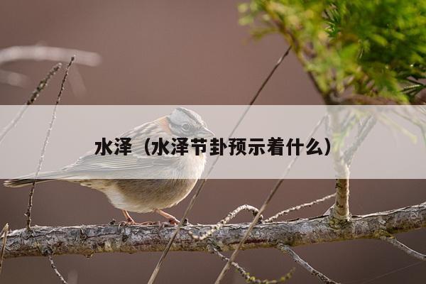 水泽（水泽节卦预示着什么）